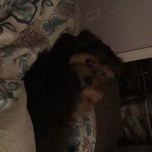 Meet your Posher, Susan